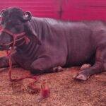 Photos: The buffalo that came to Sonpur fair cost Rs 2 crore, drinks beer in the morning and evening along with food.