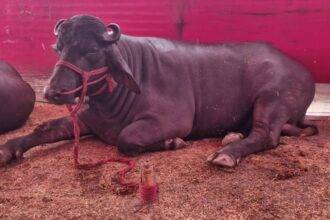 Photos: The buffalo that came to Sonpur fair cost Rs 2 crore, drinks beer in the morning and evening along with food.