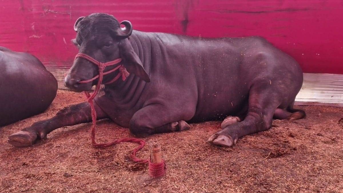 Photos: The buffalo that came to Sonpur fair cost Rs 2 crore, drinks beer in the morning and evening along with food.