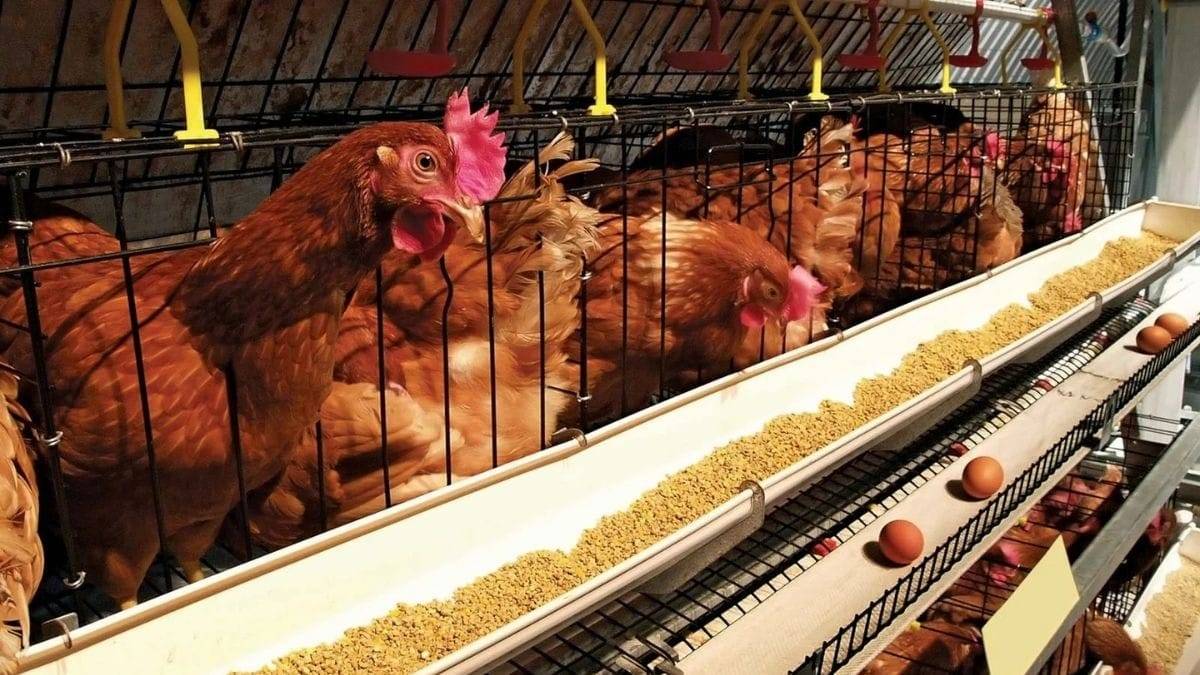 पोल्ट्री फार्म का प्रतीकात्मक फोटो.