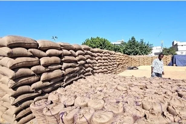 हरियाणा में चावल के भंडारण के लिए तैयारी तेज. (File Photo)