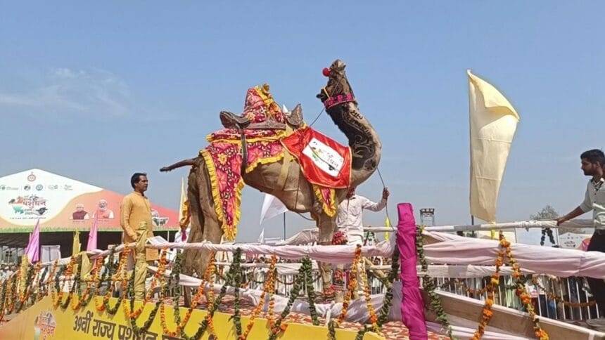 पुष्कर पशु मेले का प्रतीकात्मक फोटो.