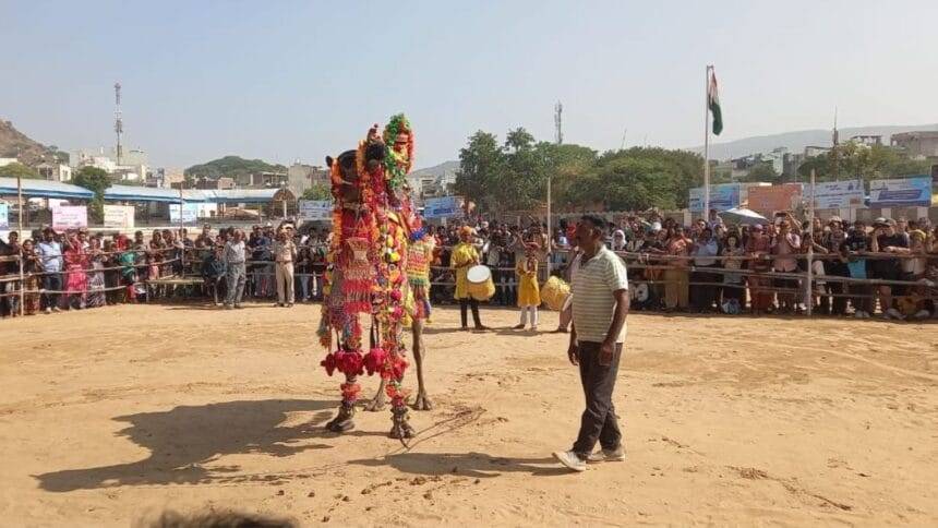 पुष्कर पशु मेले में करतब दिखाता ऊंट.