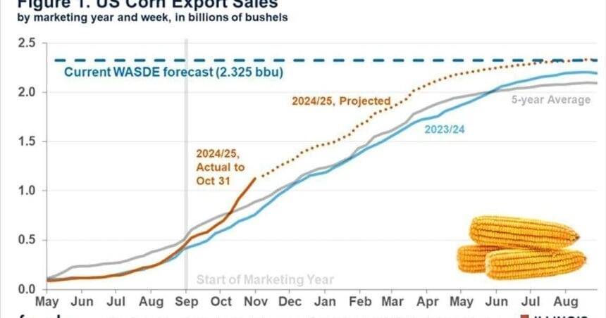 मक्के के निर्यात में तेजी अवसर प्रस्तुत करती है | कृषि