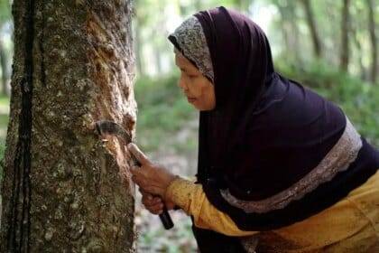 रबर बोर्ड प्रमुख क्षेत्रों में उत्पादक बैठकें फिर से शुरू करने की योजना बना रहा है