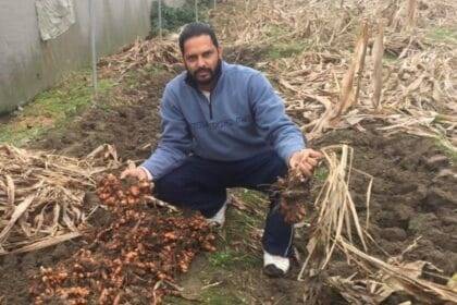 Narinder Singh started practising near-zero-budget natural farming in 2011. Express