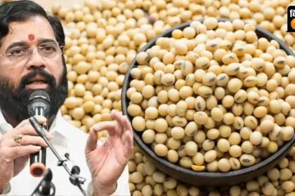 किसानों से सोयाबीन उपज न्यूनतम समर्थन मूल्य पर खरीद की जाएगी.