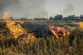 पराली जलाने की घटनाएं आधी घट गईं, लेकिन यूपी, राजस्थान में मामले ज्यादा हैं