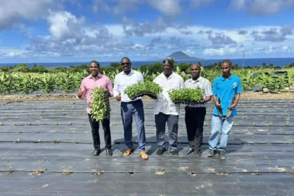 First Tabasco Pepper Seedlings Planted, Agriculture Minister Thanks PM Drew and Government.