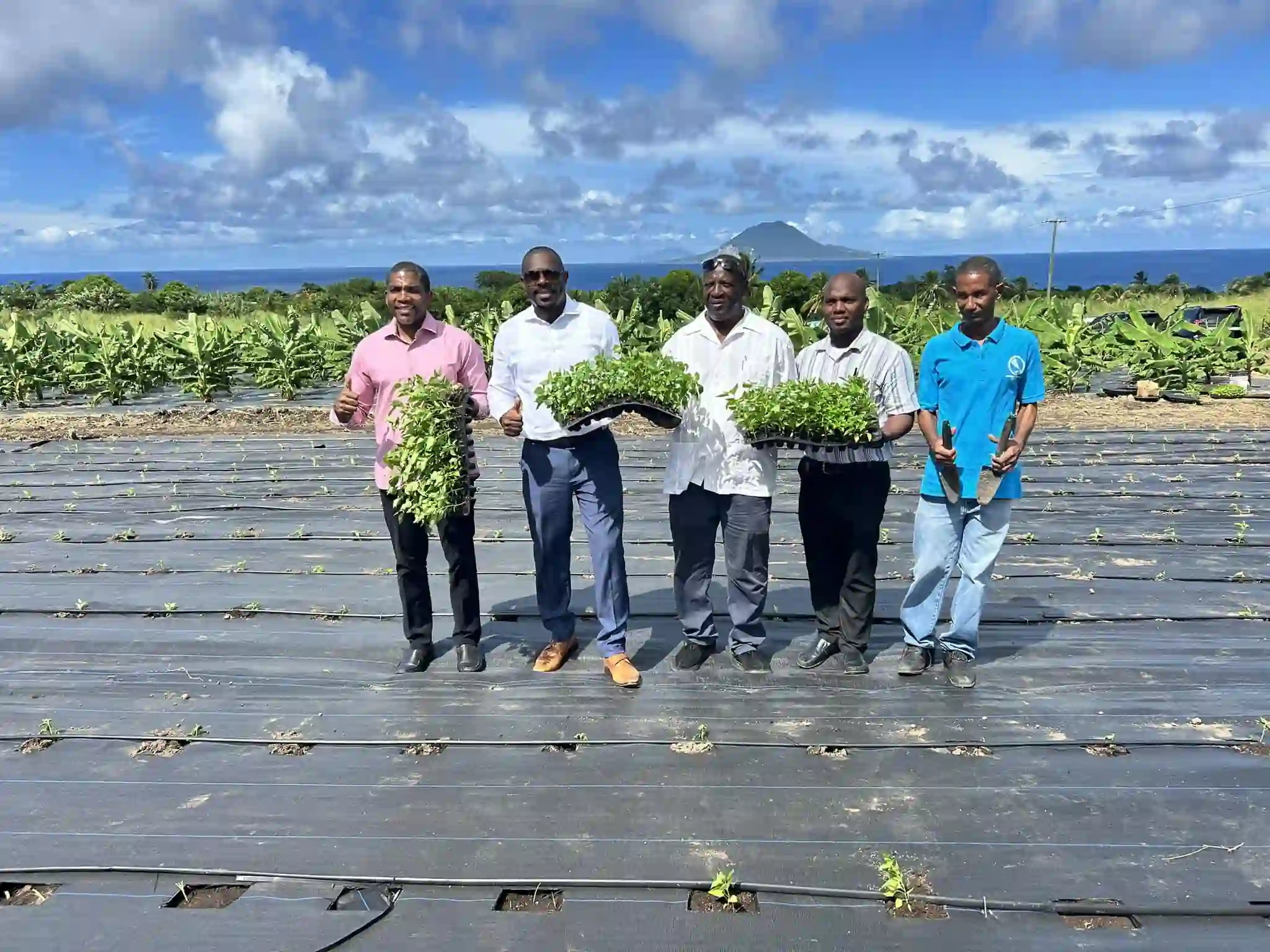 First Tabasco Pepper Seedlings Planted, Agriculture Minister Thanks PM Drew and Government.
