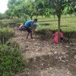 Panchagarh tea farmers suffer losses for low prices of raw leaves