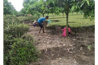 Panchagarh tea farmers suffer losses for low prices of raw leaves