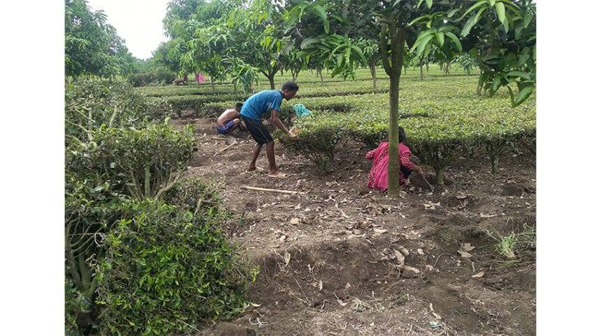 Panchagarh tea farmers suffer losses for low prices of raw leaves