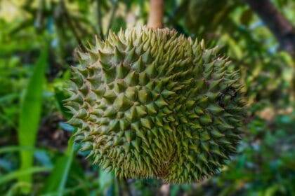 थाई ड्यूरियन ऑफ-सीज़न गैप ने चीन में वियतनामी ड्यूरियन के लिए दरवाजे खोले