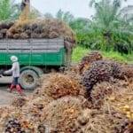 थाईलैंड ने सूखे और बीमारियों के कारण उत्पादन में गिरावट के कारण कच्चे पाम तेल के निर्यात पर प्रतिबंध लगा दिया है