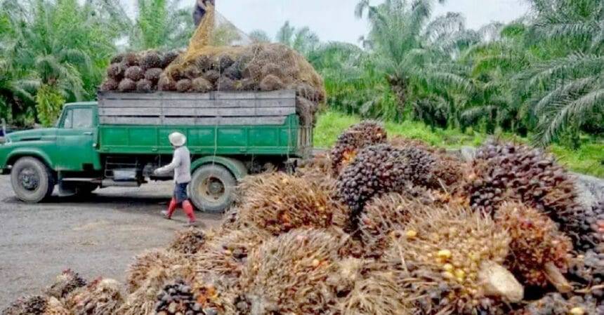 थाईलैंड ने सूखे और बीमारियों के कारण उत्पादन में गिरावट के कारण कच्चे पाम तेल के निर्यात पर प्रतिबंध लगा दिया है