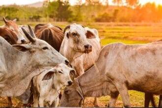 हिमाचल सरकार ने गाय के गोबर खरीद के लिए टेंडर जारी किया है.