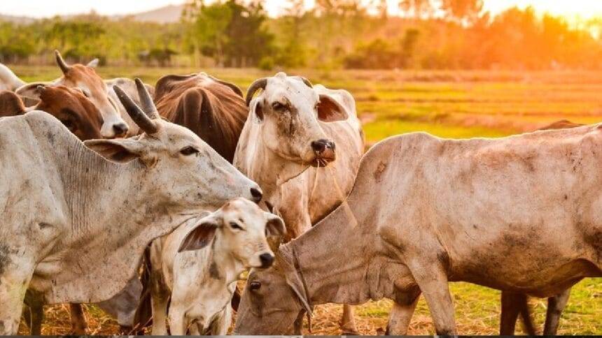 हिमाचल सरकार ने गाय के गोबर खरीद के लिए टेंडर जारी किया है.