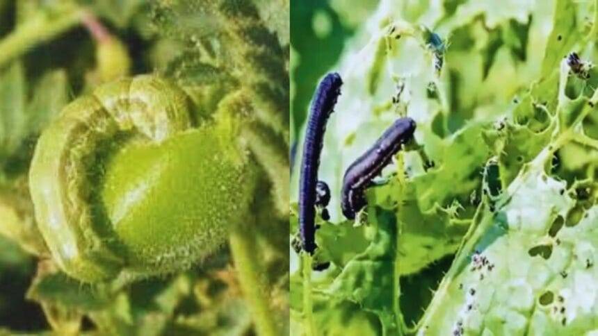 दलहन फसलों पर लगने वाले पिल्लू