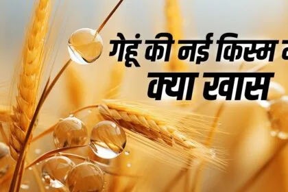 गेहूं की पांच प्रमुख क‍िस्मों के बारे में जान‍िए.