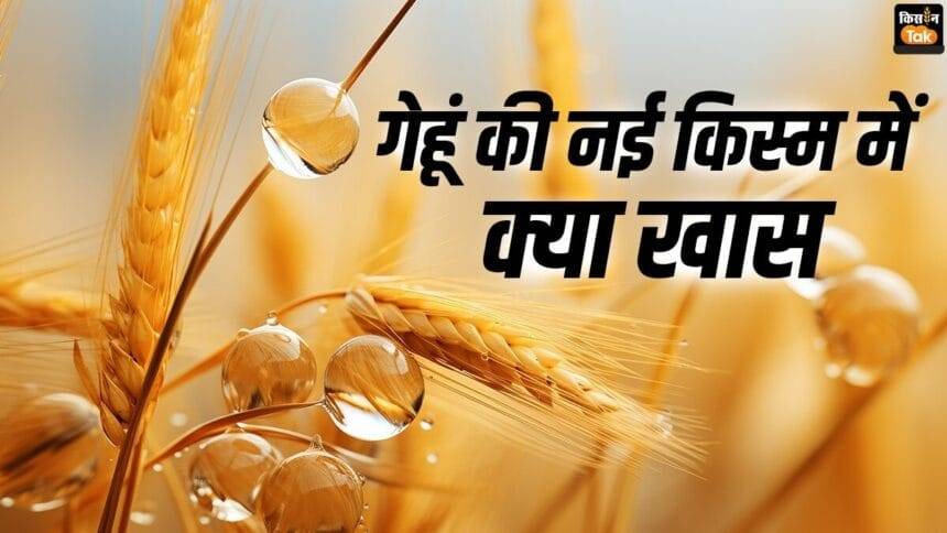 गेहूं की पांच प्रमुख क‍िस्मों के बारे में जान‍िए.