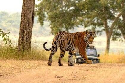 भारत में बाघों की आबादी बढ़कर 3,682 हो गई है, जो 2006 से दोगुनी हो गई है