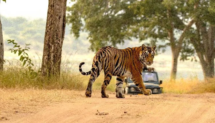 भारत में बाघों की आबादी बढ़कर 3,682 हो गई है, जो 2006 से दोगुनी हो गई है