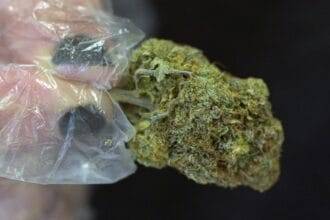 आज का शक्तिशाली मारिजुआना सार्वजनिक स्वास्थ्य के लिए ख़तरे पैदा कर रहा है