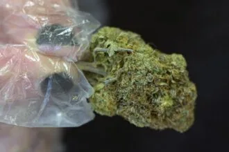 आज का शक्तिशाली मारिजुआना सार्वजनिक स्वास्थ्य के लिए ख़तरे पैदा कर रहा है