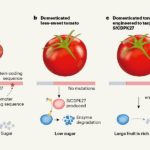 टमाटर की इंजीनियरिंग बड़े चीनी युक्त फल बनाने के लिए उपयुक्त स्थान पर पहुंच गई है