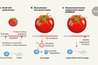टमाटर की इंजीनियरिंग बड़े चीनी युक्त फल बनाने के लिए उपयुक्त स्थान पर पहुंच गई है