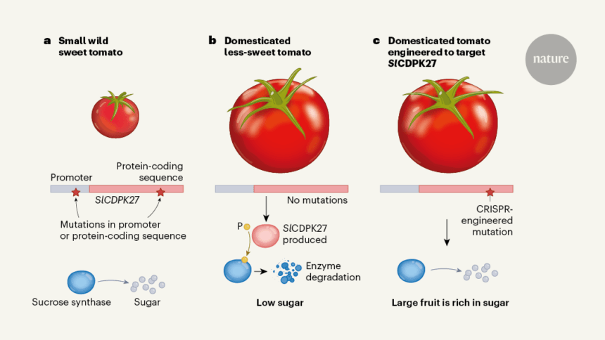 टमाटर की इंजीनियरिंग बड़े चीनी युक्त फल बनाने के लिए उपयुक्त स्थान पर पहुंच गई है