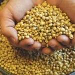 कृषि क्षेत्र पर बड़ा असर डाल सकते हैं ट्रंप | समाचार