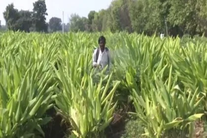 हिंगोली में हल्दी की खेती करने वाला किसान. (फोटो/एएनआई)