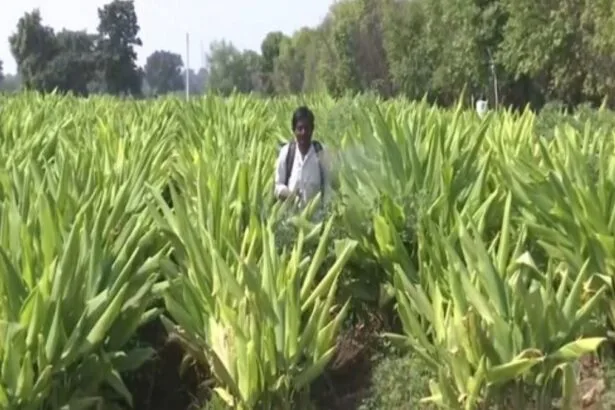 हिंगोली में हल्दी की खेती करने वाला किसान. (फोटो/एएनआई)