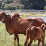 गोचर भूमि के 60 प्रतिशित से अधिक क्षेत्रफल में सरकार कर रही हरे चारे का उत्पादन.