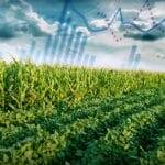 अमेरिकी अनाज/तिलहन समीक्षा: थैंक्सगिविंग के बाद छोटा सत्र