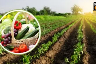 सब्जी की खेती में अच्छी कमाई करते हैं किसान उदयकुमार