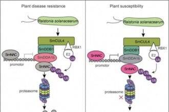 बैंगन की सुरक्षा को अनलॉक करना: बैक्टीरियल विल्ट प्रतिरोध में प्रमुख जीन की खोज