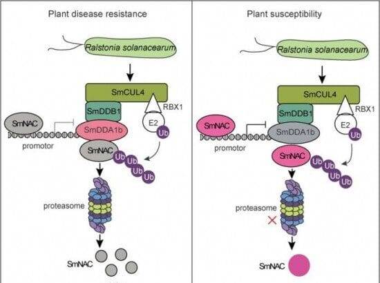 बैंगन की सुरक्षा को अनलॉक करना: बैक्टीरियल विल्ट प्रतिरोध में प्रमुख जीन की खोज