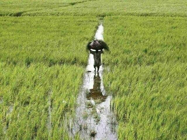 कृषि और पर्यावरणीय समृद्धि के लिए चावल की फसल के अवशेषों का उपयोग - राय