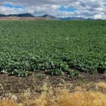 Dan Lakey's winter canola is off to a good start where it is tucked in below the scenic Bear River Mountain Range in southeastern Idaho. (Photo courtesy of Dan Lakey)