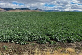 Dan Lakey's winter canola is off to a good start where it is tucked in below the scenic Bear River Mountain Range in southeastern Idaho. (Photo courtesy of Dan Lakey)