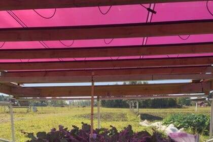 कृषिवोल्टिक अनुप्रयोगों के लिए तरंग दैर्ध्य-चयनात्मक पीवी तकनीक - पीवी पत्रिका इंटरनेशनल