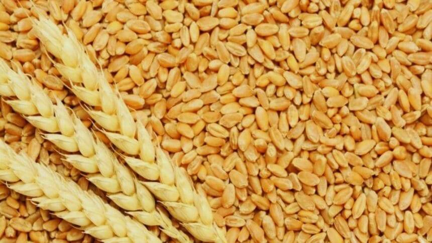 गेहूं की खेती के ल‍िए टिप्स.