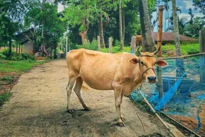 पशुपालकों की आय में वृद्धि विषय पर कार्यशाला 7 नवंबर को