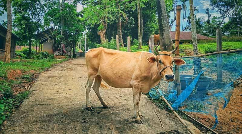 पशुपालकों की आय में वृद्धि विषय पर कार्यशाला 7 नवंबर को