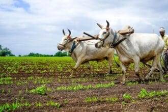 हिमाचल प्रदेश सरकार ने 6 नई योजनाओं की शुरूआत करने की घोषणा की है.