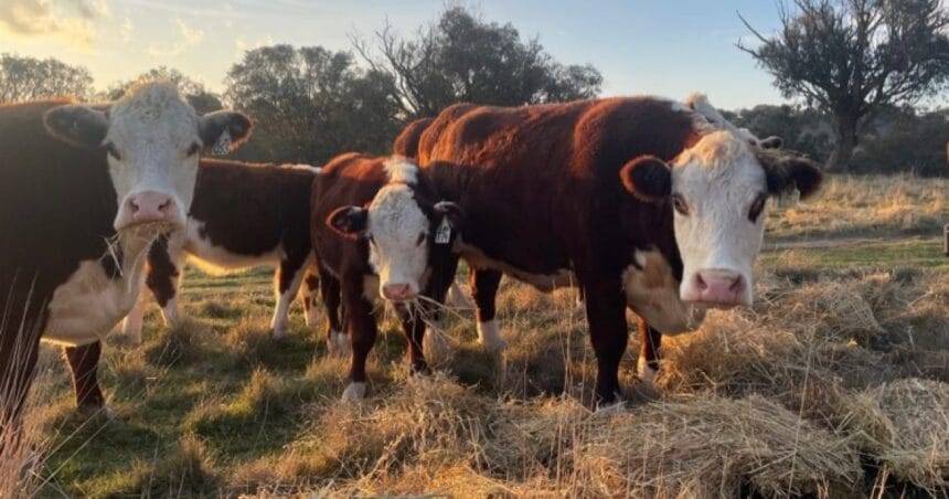 Witnesses sought after man allegedly attacked with hammer in road rage incident