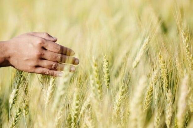 बार्क ने गेहूं की उन्नत किस्में जारी कीं